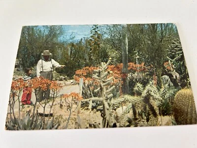 Desert Botanical Garden Between Tempe and Phoenix Arizona Postcard - Image 1 of 2