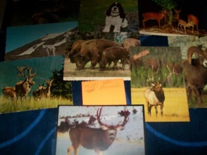 LOTE DE 50 POSTALES MIXTAS~TODOS LOS ANIMALES-NO SON IGUALES - Imagen 1 de 3