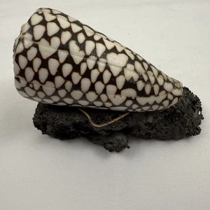 Conus Marmoreus Cone Snail Shell Makelina Of Hawaii Lava Rock Marbled Cone - Picture 1 of 12