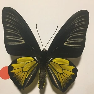 Real Dried Insect/Butterfly Non set B2042 Rare Male Golden Papilio rhadamantus - Picture 1 of 4
