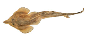 Unmounted 62cm Long Dried Eastern Shovelnose Ray (Aptychotrema rostrata)