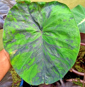 Colocasia Galaxia Esmeralda Especie Esculenta Nuevo HB Oreja de Elefante + Fitocertificado. - Imagen 1 de 13
