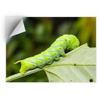 1 x Vinyl Sticker A4 - Green Caterpillar Bug Insect #15936