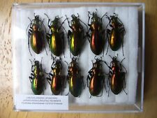 Chrysocarabus splendens lapurdanus (Carabidae)