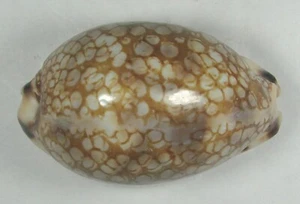 CYPRAEA HISTRIO 53.01mm SUPER CHOICE SPECIMEN Rameswaram, India - Picture 1 of 4