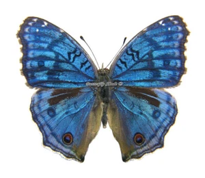 Mariposa/Ninfalidae sin montar - Junonia rhadama, macho, temporada húmeda, Madagascar - Imagen 1 de 2