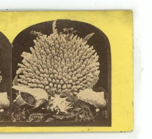 Koralle mit Muscheln Genre Stereoview - Bild 1 von 3