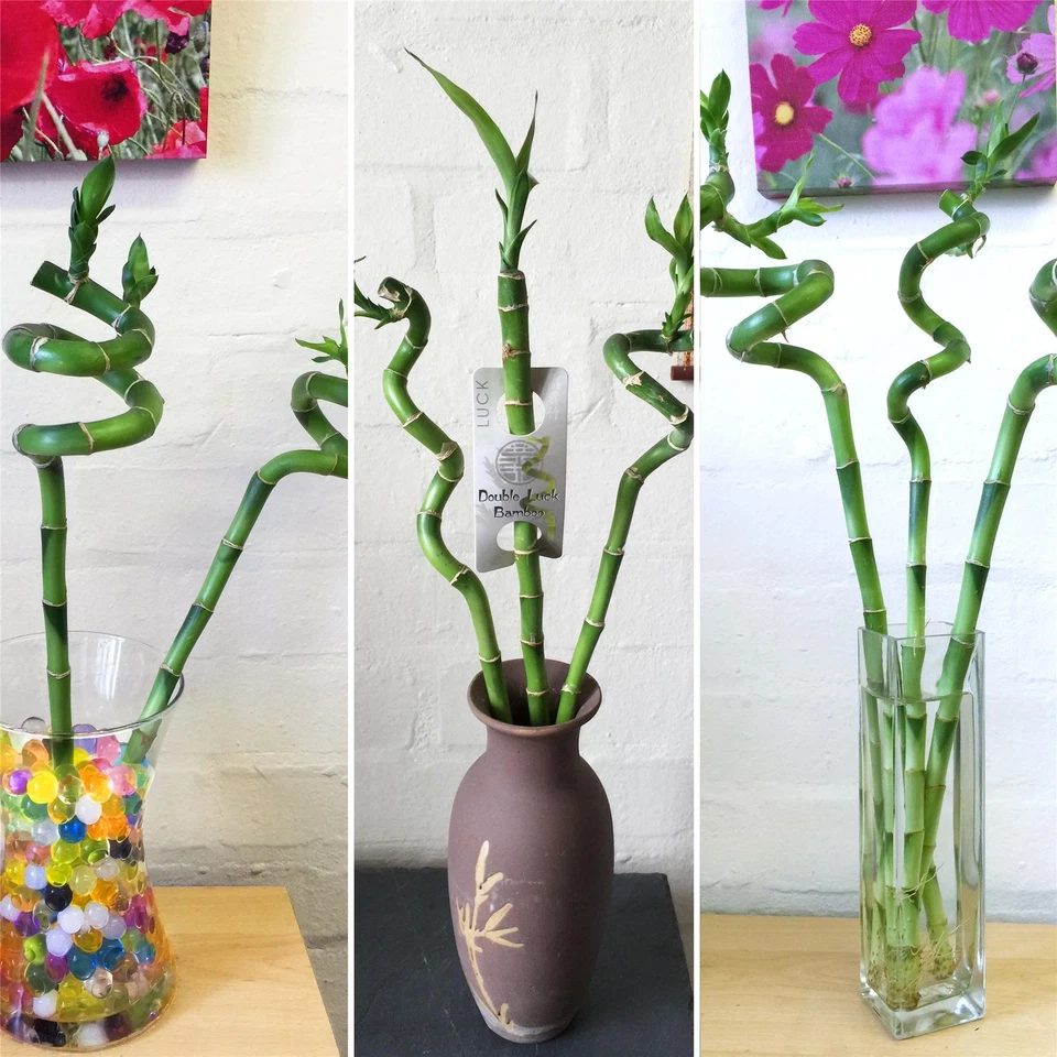 1 Spirale gerade Glücksbambus Gruppe Band Pflanze @ Keramik Vase Haus Feng Shui - Bild 1 von 1