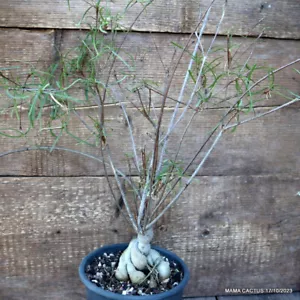 D2445 EUPHORBIA HEDYOTOIDES Topf17-H45-W10 cm MaMa Kaktus - Bild 1 von 5
