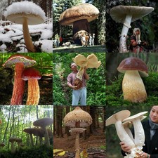 100pcs / bag Giant Mushroom Seeds Giardino verdure sane UTAR