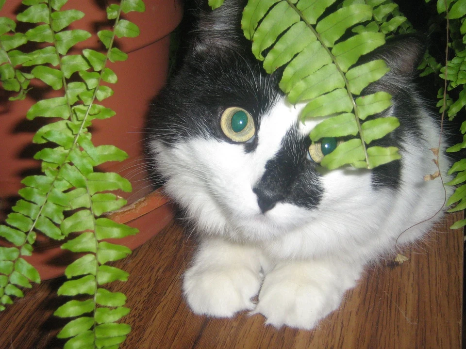 BESYA THE CAT 🐱🐈 meow virtual digital photo picture card image #J019Y Julia - Image 1 of 1