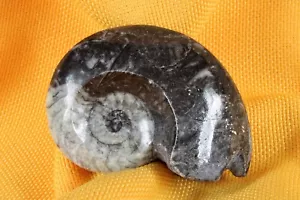 Polished stone Ammonite. Fossil. Amonite piedra pulido. Fósil. - Picture 1 of 5