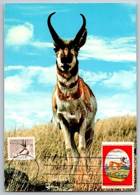 #1889 Pronghorn Antelope FDC Maxi Card w/Wildlife Federation Stamp tied - Image 1 of 2