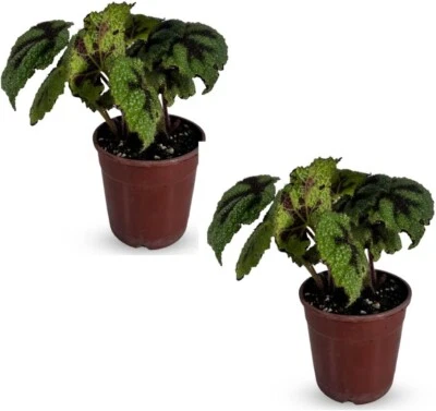 Begonia Cruz de Hierro (2pack) - LEAL PLANTS ECUADOR | Live Painted Leaf Begonia - Image 1 of 4