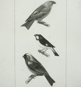 DAR BEC, BOUVERON, FANGARA Originalgravur um 1800 Travier et Massard - Bild 1 von 2