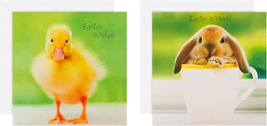 Hallmark Charity Easter Cards Pack - 10 Cards in 2 Cute Animal Photo Designs - Picture 1 of 5