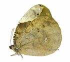 Unmounted Butterfly/Nymphalidae - Dynastor darius stygianus, FEM, 60-66mm
