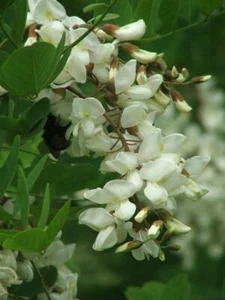 Árbol de pagoda japonés - Sophora Japonica - 20+ semillas - Granos - Semillas W 137 - Imagen 1 de 1