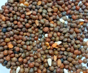 Unprepared Tares 1.9kg - Wild Bird Food / Fishing Bait Carp Fishing Particle - Picture 1 of 3