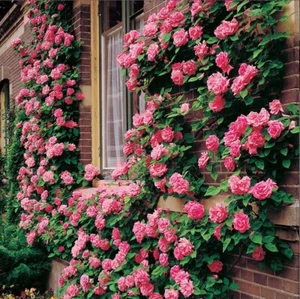 10 Climbing Pink Rose Seeds Flower Bush Perennial Bloom Shrub Flowers Seed 1303 - Picture 1 of 12