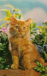 Postcard Kitten Orange Tabby  - Picture 1 of 2