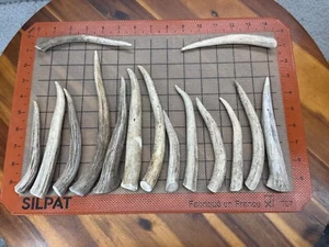 Whitetail Deer Antler Tines Blanks Sheds Craft Taxidermy Texas Antlers - Picture 1 of 7