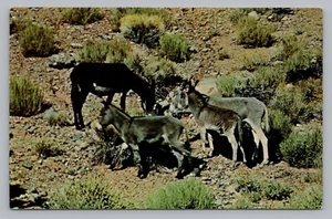 Wild Burros In Panamint Mountains, Mojave Desert CA Donkeys Postcard P27 - Picture 1 of 2