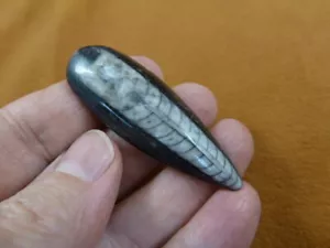 (f370-1) 2" Orthoceras marbleized fossil straight shell nautiloid cephalopod - Picture 1 of 1