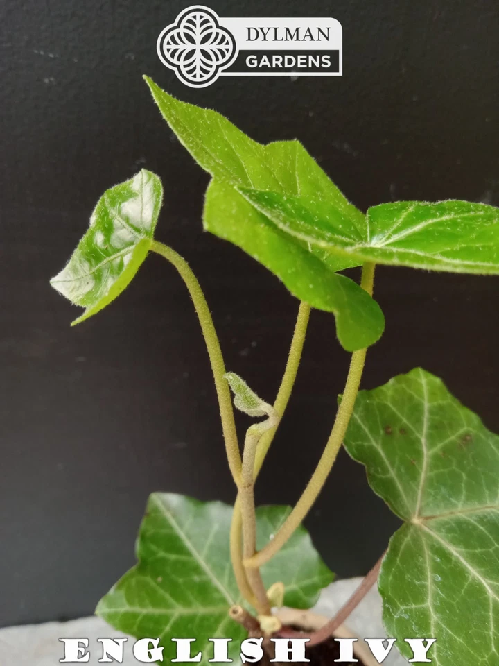 25 English Ivy Plants - Hedera helix - Groundcover - Size 2 - Free Shipping - Image 1 of 4