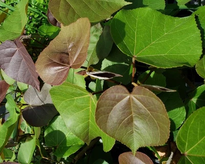 MAHOE Solid Leaf Sea Hibiscus Tropical Tree Plant Color Yellow Coral Bloom - Image 1 of 4