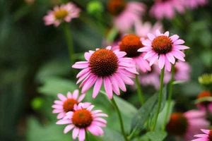 Purple Coneflower Seeds | Echinacea purpurea | Non-GMO | Garden Seeds - Picture 1 of 2
