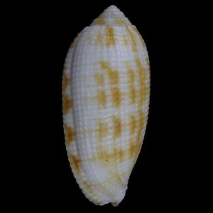 MITRA (Pterygia) CRENULATA (Olango Isl., Philippinen) 29,5 mm #47664 - Bild 1 von 3