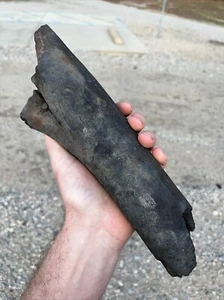 Unique Fossilized Extinct Baleen Whale Bone Fossil Segment-Not Modern - Picture 1 of 8
