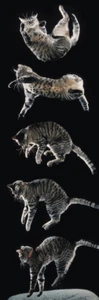 Slim Poster Purrfect Landing Cat Tabby - Picture 1 of 1