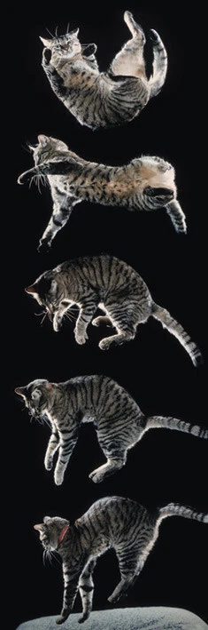 Slim Poster Purrfect Landing Cat Tabby  - Image 1 of 1