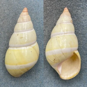 #2 Liguus fasciatus dryas 53.1mm F+ Little Pine Key - Picture 1 of 1