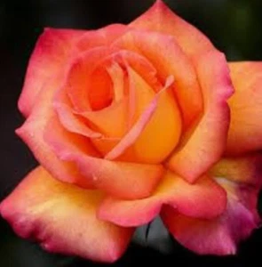 Rose Damascena Pure Absolute Essential Oil - 30 ML + Free Carrier oil - Picture 1 of 4