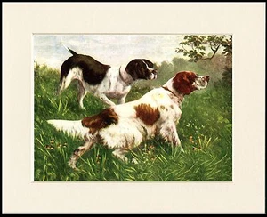IRISH RED AND WHITE SETTER AND POINTER DOGS DOG PRINT MOUNTED READY TO FRAME - Picture 1 of 1
