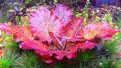 RED TIGER LOTUS 1 PLANT - NYMPHARA ZENKERI-Aquatic Live Plants SUPER PRICE !!!!!