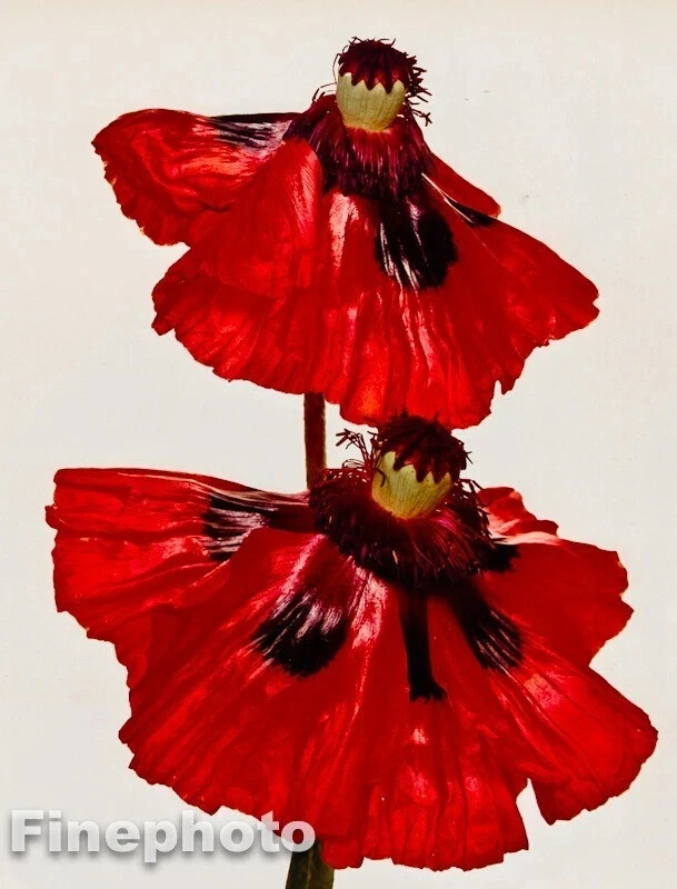 1969/80 复古 IRVING PENN 植物红花罂粟花 KROMEKOTE 12x16 照片 — 第 1/1 张图片