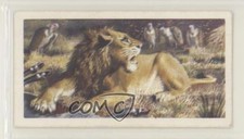 1962 Brooke Bond Asian Wild Life Tea Indian Lion #10 7xr