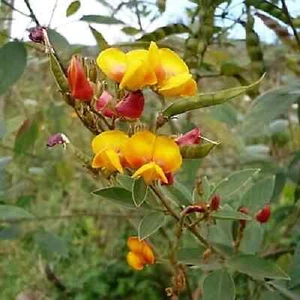 50 DWARF PIGEON PEA Gunga Pea Seeds Cajanus Cajan Fresh 2024 organic harvest - Picture 1 of 1