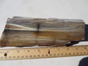 679 FACE POLISHED PETRIFIED WOOD. BEAUTIFUL GRAIN. EX OLD TIME ROCK SHOP - Picture 1 of 6
