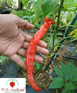 Chilli Boldog Sweet Spicy Pepper Sustainably Grown in Australia 10 Seeds - Picture 1 of 3