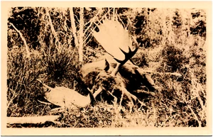 Moose with 73" Spread Antlers Anchorage Alaska Hunting 1920s RPPC Postcard Photo - Picture 1 of 2