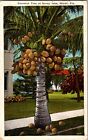 Miami FL-Florida Cocoanut Tree At Sunny Isles Scenic View c1925 Vintage Postcard
