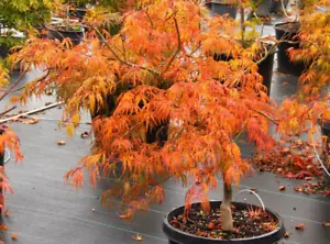 Acer Tree Orange Lace New Variety Rare Japanese Maple 3L Pot Plants to your door - Picture 1 of 9