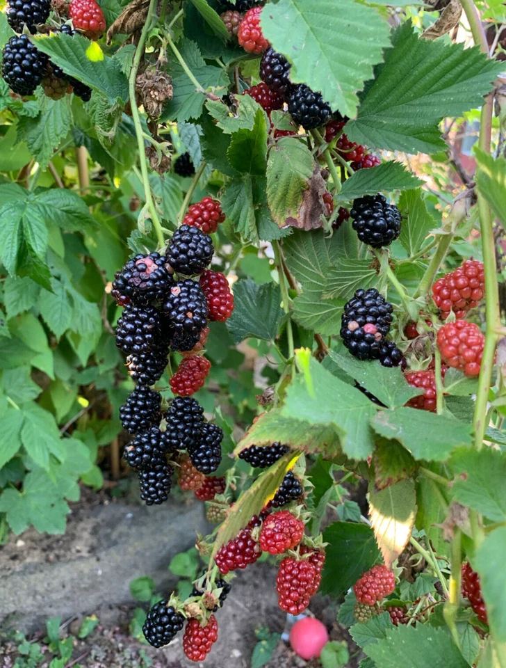 Brombeere Sorte Navaho 25+ Samen - Dornenlos, Saatgut, Samenfest, Große Früchte - Bild 1 von 3