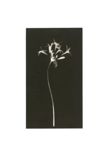 VAN DYKE BROWN PRINT - ORIGINAL, SIGNED - 16,5x24cm ** FREE EU SHIPPING** - Foto 1 di 1