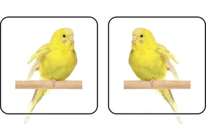 20 Yellow Budgie Bird stickers for showcases 50mm x 50mm (10 left & 10 right) - Picture 1 of 1